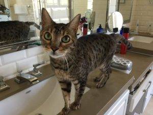 Reese and twix - bengal cats for adoption in oak park ca