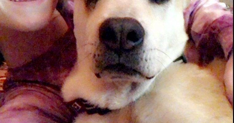 Phoenix AZ – REGGIE – German Shepherd Chow Chow Mix Dog For Adoption – Supplies Included
