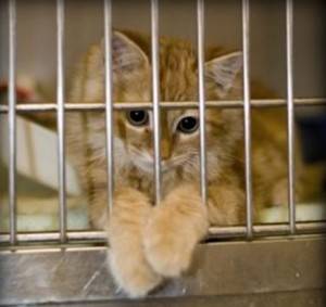 A cute orange tabby kitten sits in a kennel at an animal shelter.