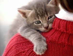 Man cuddles grey tabby kitten on his shoulder