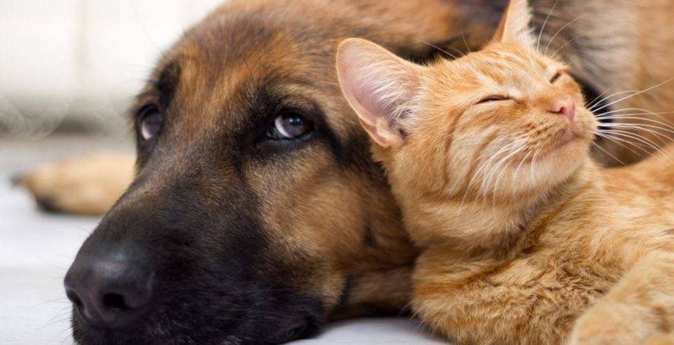 Rehome a Dog Rehome a Cat