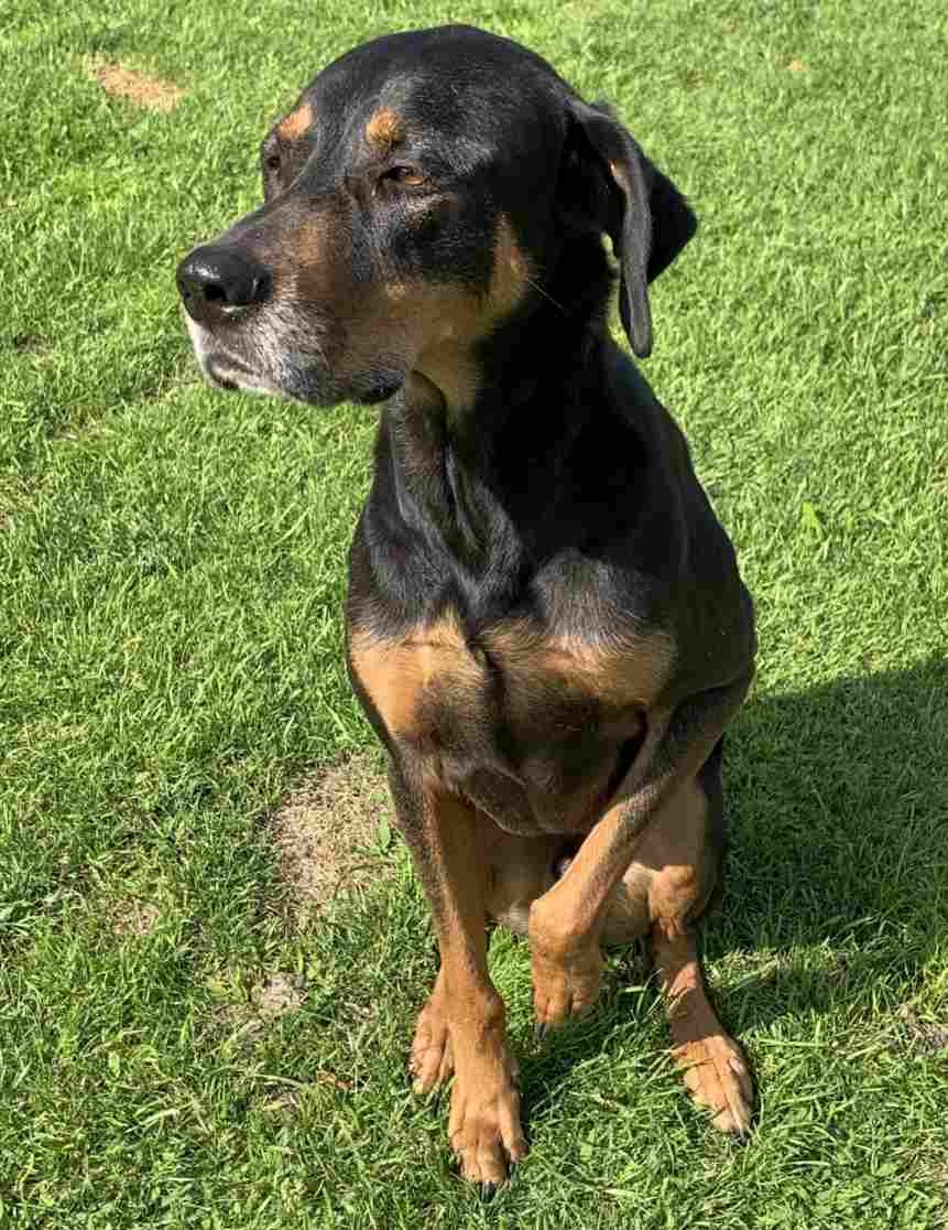 Remi Black Tan Coonhound Lab Dog Adoption Savannah GA 1