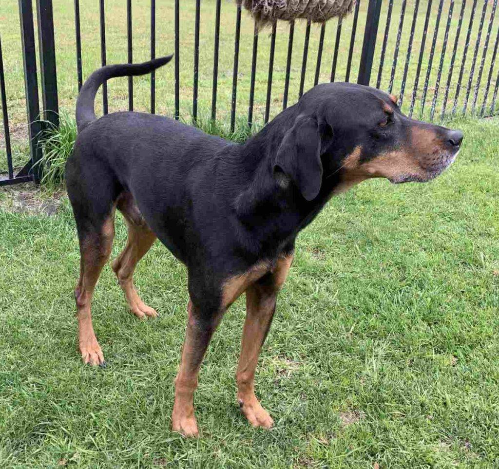 Remi black tan coonhound lab dog adoption savannah ga 3