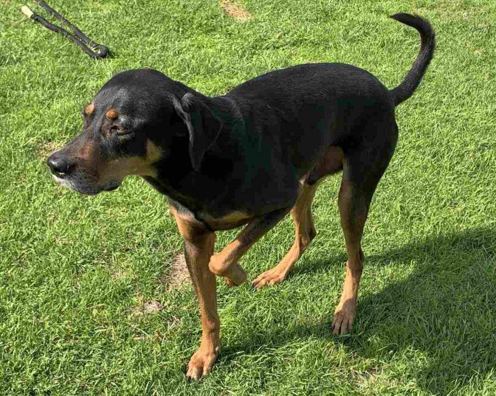 Remi black tan coonhound lab dog adoption savannah ga 3