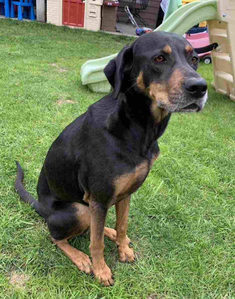 Labrador Retriever Coonhound Mix Dog For Adoption in Savannah GA ...