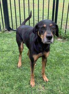 Remi black tan coonhound lab dog adoption savannah ga 5