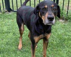 Remi black tan coonhound lab dog adoption savannah ga 5