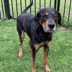 Labrador Retriever Coonhound Mix Dog For Adoption in Savannah GA ...