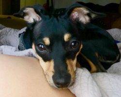 Minpin or miniature pinscher for adoption near you
