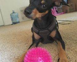 Remy - miniature pinscher dog for adoption in chandler az 9