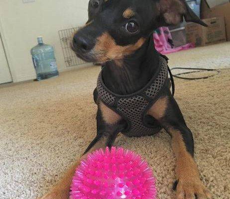 Remy - Miniature Pinscher Dog For Adoption in Chandler AZ 9