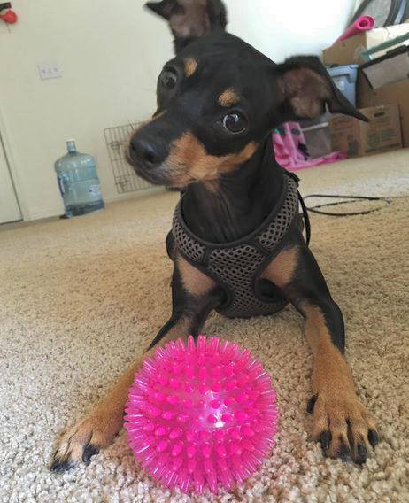Remy - Miniature Pinscher Dog For Adoption in Chandler AZ 9