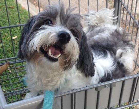 lhasa apso border collie mix