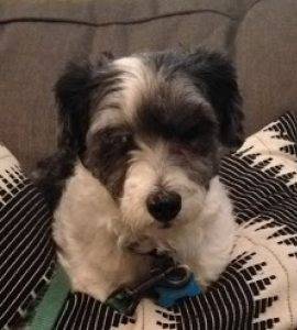 Rennie - Lhasa Apso Shih Tzu Mix Dog For Adoption Pittsburgh PA