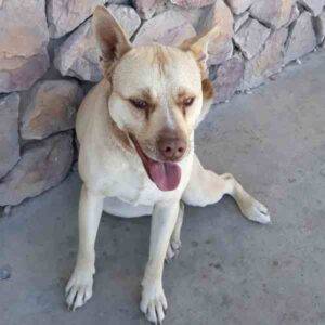 Australian cattle dog german shepherd mix dog for adoption victorville ca – adopt reno