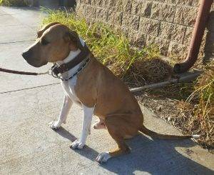 Boxer mix dog for adoption in port hueneme ca – adopt meatball today!