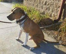 Meatball - Boxer Mix Dog For Adoption In Porrt Hueneme CA