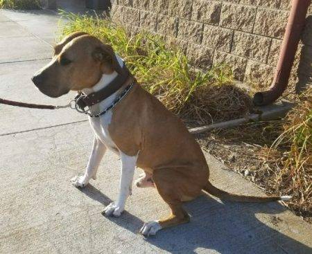 Boxer mix dog for adoption in port hueneme ca – adopt meatball today!