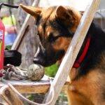 Black And Tan German Shepherd Puppy For Adoption In Texas