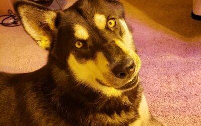 Siberian husky german shepherd mix dog for adoption in sacramento ca
