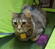 Bengal Cat For Adoption In Louisville KY