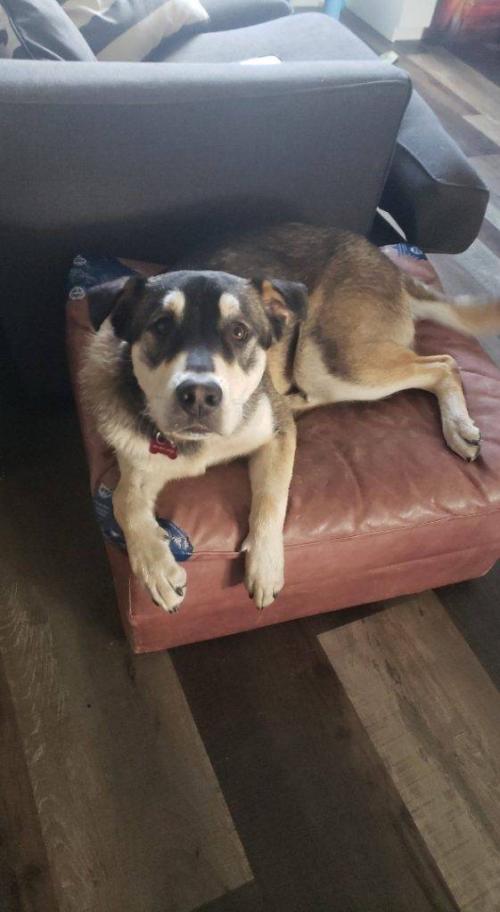 Adorable german shepherd yellow lab mix dog for adoption in strathmore ab – supplies included – adopt kobe