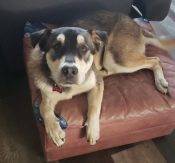 Adorable German Shepherd Yellow Lab Mix Dog For Adoption In Strathmore AB – Supplies Included – Adopt Kobe