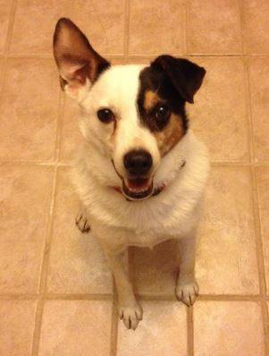 Rexie - Jack Russell Terrier Mix For Foster Home in Sacramento CA