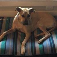 Rey - English Mastiff Mix Dog For Adoption In Austin Texas 3