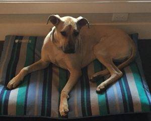 Rey - english mastiff mix dog for adoption in austin texas 3
