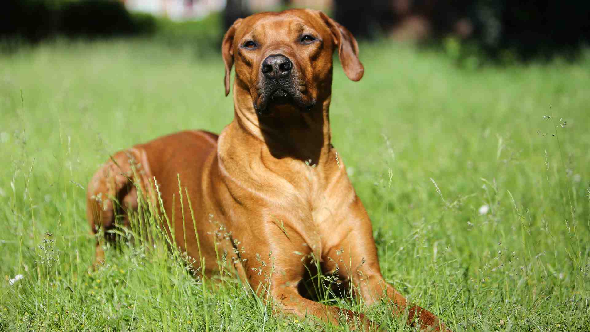 Rhodesian Ridgeback Dog Adoption Photo