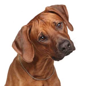 Rhodesian ridgeback dog for adoption