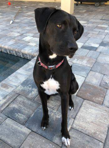 Richie - black lab mix dog for adoption bradenton fl 3