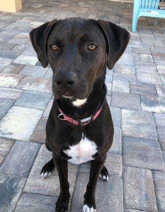 Richie - Black Lab Mix Dog For Adoption Bradenton FL 3