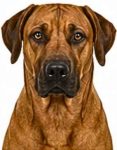 Rhodesian Ridgeback large dog breed portrait for adoption and rehoming