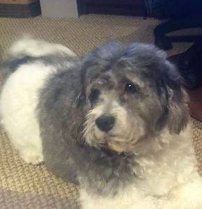 Photo Rigby havanese dog for adoption new city ny 2