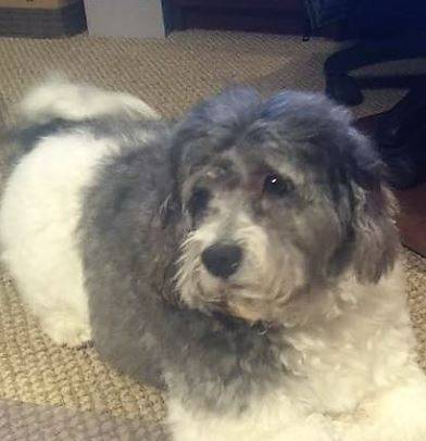 Rehomed – rigby handsome 6 yo purebred havanese dog  new city ny