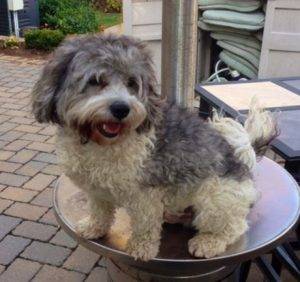 Rigby havanese dog for adoption new city ny 2