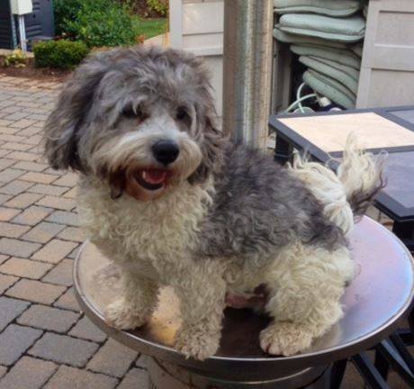 Rigby, a cute grey and white havanese dog that was rehomed in new york by pet rehoming network