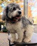 Rigby havanese dog for adoption new city ny 2