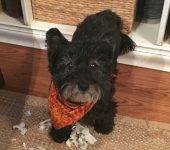 Cairnoodle Riley Cairn Terrier Poodle Mix Dog For Adoption Albany NY 2