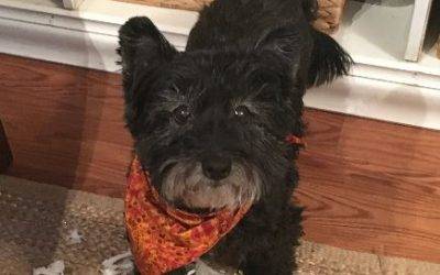 Adopted sweet senior cairnoodle dog near albany ny – meet riley