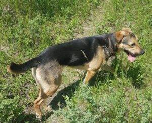 Riley german shepherd yellow labrador retriever mix dog adoption airdrie calgary ab 2