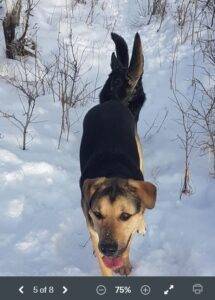 Riley german shepherd yellow labrador retriever mix dog adoption airdrie calgary ab 2