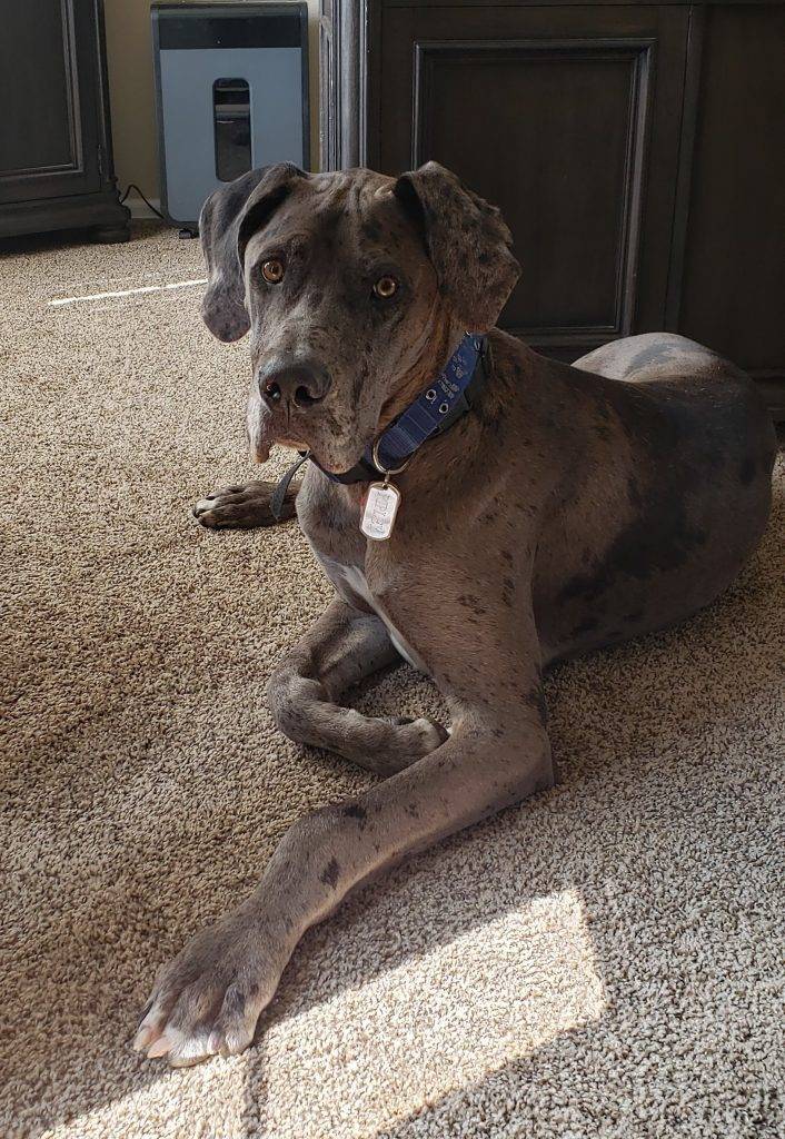 Great Dane For Adoption in Denver CO Area - Adopt Ripley