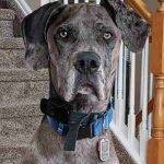 Great Dane Dog For Adoption in Colorado Springs CO