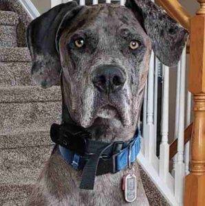 Adopted – great dane for adoption near denver co – ripley