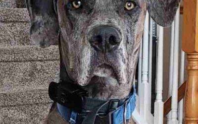 ADOPTED – Great Dane For Adoption Near Denver CO – Ripley