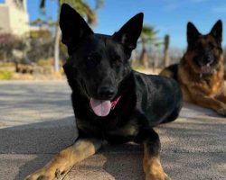 German shepherd dog for adoption in nashville tn