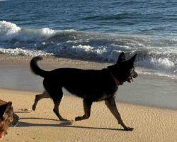 German shepherd dog for adoption in nashville tn